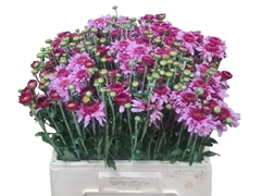 Chrysanth Spray Beppie 55cm 40gr.