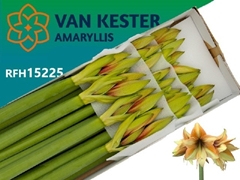 Hippeastrum Mocca 80cm