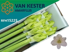 Hippeastrum Casablanca 80cm