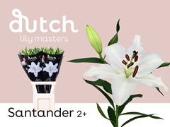Lily Oriental Santander 80cm 2+