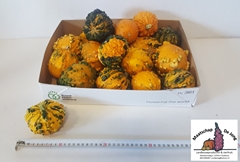 Cucurbita Pepo Warties Mix 10cm