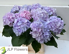 Hydrangea Verena 80cm 21-23cm Hd