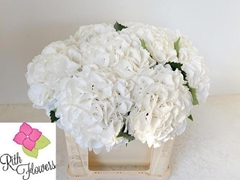 Hydrangea Schneeball 50cm 14-16cm Hd