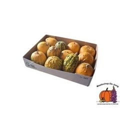 Cucurbita Pepo Mix 10cm