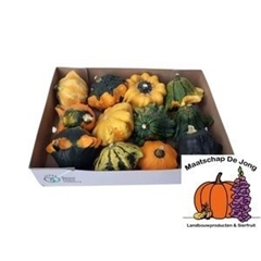 Cucurbita Pepo Flying Saucer 10cm