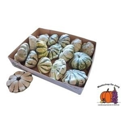 Cucurbita Pepo Patisson Mix 9cm