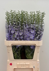 Delphinium Double Dewi Impressive 90cm