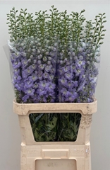 Delphinium Double Dewi Impressive 100cm