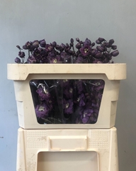 Delphinium Double Dewi Pink Floyd 70cm