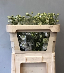 Delphinium Double Centurion White 70cm