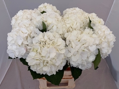 Hydrangea White Verena 80cm 20-22cm Hd