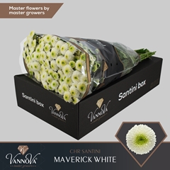 Chrysanth Santini Maverick White 55cm 48gr.
