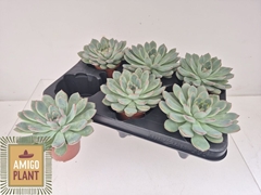 Echeveria Aurora 8Ø 11cm