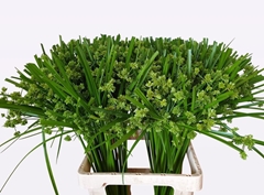 Cyperus Glaber 60cm