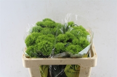 Dianthus Barb Kiwi Mellow 50cm