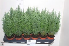 Chamaecyparis Ellwoodii 9Ø 35cm
