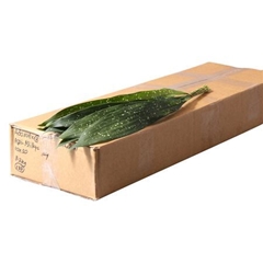 Aspidistra Elatior Milky Way Per Bunch 60cm