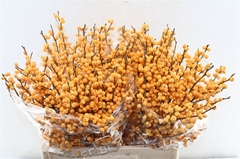 Ilex Verticillata Golden Verboom 60cm