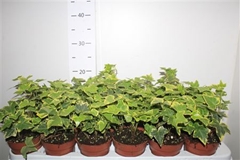Hedera Helix Goldchild 9Ø 10cm