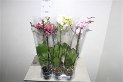 Phalaenopsis Mix 9Ø 40cm 1st