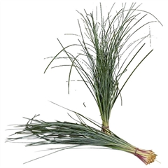 Xerophyllum Tenax Beargrass Per Bunch 75cm