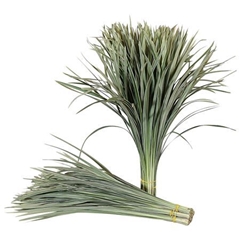 Ophiopogon Jaburan T-Grass Variegata Per Bunch 80cm