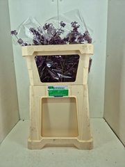 Callicarpa Bodinieri Profusion 70cm