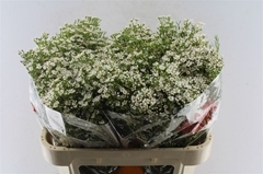 Chamelaucium Pearl Buttons 70cm 55gr.