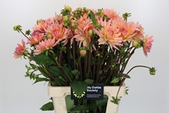 Dahlia Henriette 55cm