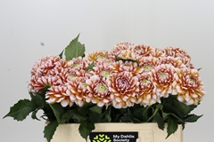 Dahlia Tangarine Dream 50cm