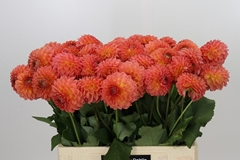 Dahlia Santa Lucia 60cm