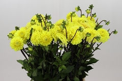 Dahlia Yellow Don 55cm