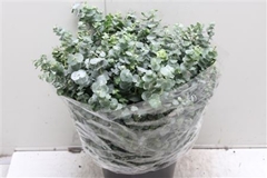 Eucalyptus Baby Blue Per Bunch 50cm 180gr.