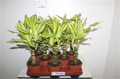 Dracaena Yellow Coast 11Ø 40cm