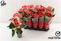 Anthurium Esudo 12Ø 40cm