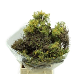 Euforbia Spinosa 60cm