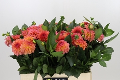 Dahlia Sebastian 55cm