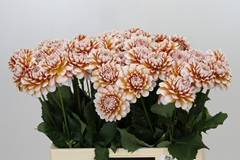 Dahlia Tangarine Dream 60cm