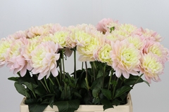Dahlia Diana's Memory 60cm