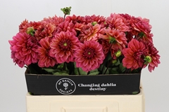 Dahlia Salmon Runner 55cm