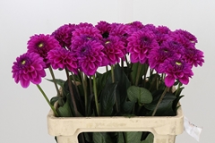 Dahlia Purple Fox 60cm