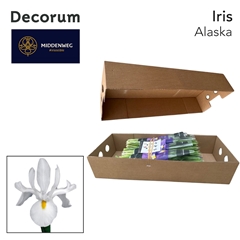 Iris Alaska 60cm 38gr.