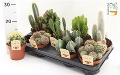 Cactus Mix 12Ø 15cm