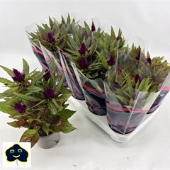 Celosia Intenz Dark Purple 12Ø 29cm
