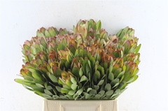 Leucadendron Safari Goldstrike 40cm