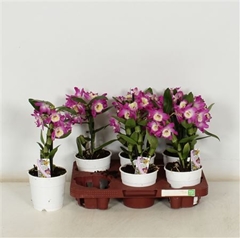 Dendrobium Nobile Cultivars 12Ø 35cm 1st