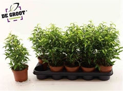 Ficus Benjamina Natasja 12Ø 35cm