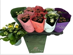 Kalanchoe Double Mix 12Ø 25cm