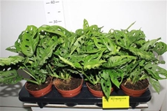 Monstera Adansonii 12Ø 30cm