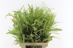 Grevillea Ivanhoe Bronze 60cm